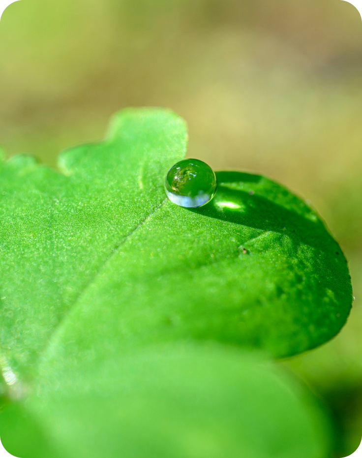 葉っぱと水玉